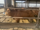 Agrofarma Nebahovy