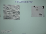 V bludišti stop